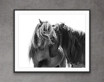 Wild Horse Photography Sable Island Wild Horse Print - “Two Sable Island Stallions”.