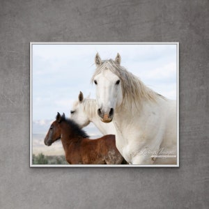 Wild Horse Photography Wild Horses Adobe Town Print - “Adobe Wild Horse Family”