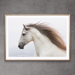 Horse Photography White Andalusian Horse Print - “White Stallion Running By II”