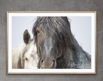 Wild Horse Photography Wild Blue Roan Stallion Blue Zeus Print - “Blue Zeus and Iris”