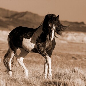 Wild Horse Photography Washakie Wild Pinto Stallion Print Black and White Stallion Walks immagine 6