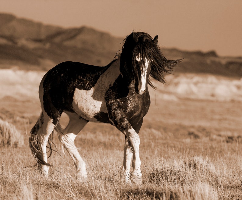 Wild Horse Photography Washakie Wild Pinto Stallion Print Black and White Stallion Walks immagine 6