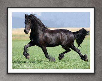 Horse Photography Black Friesian Horse Print - “Dance of the Friesian”