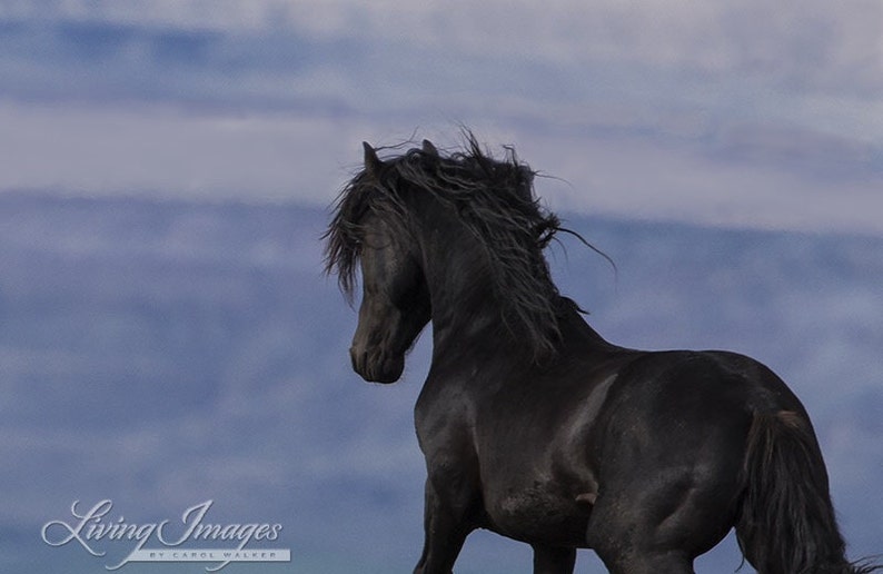 Galaxy Looks Out Fine Art Wild Horse Photograph Wild Horse Galaxy Pryor Mountains Fine art Print image 1