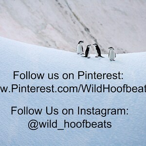 K&ouml;nnte beinhalten: Ein Bild von Pinguinen in einer schneebedeckten Landschaft. Die schwarz-wei&szlig;en Pinguine stehen auf einem wei&szlig;en, schneebedeckten H&uuml;gel. Der Text "Follow us on Pinterest" und "Follow Us on Instagram" ist im Bild enthalten.