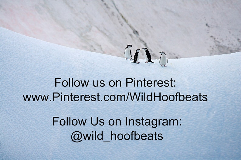 K&ouml;nnte beinhalten: Ein Bild von Pinguinen in einer schneebedeckten Landschaft. Die schwarz-wei&szlig;en Pinguine stehen auf einem wei&szlig;en, schneebedeckten H&uuml;gel. Der Text "Follow us on Pinterest" und "Follow Us on Instagram" ist im Bild enthalten.