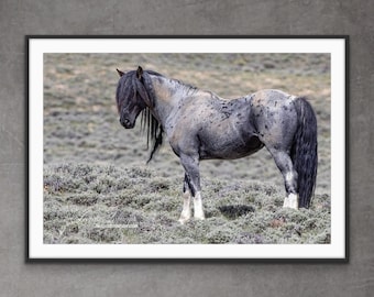 Wild Horse Photography Wild Stallion Blue Zeus Print - “Wild Blue Roan Stallion Turns”