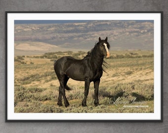 Wild Horse Photography Wild Adobe Town Black Horse Print - “The Black Stallion”