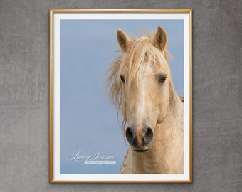 Wild Horse Photography Wild Palomino Stallion Cloud Print - “Portrait of Cloud”