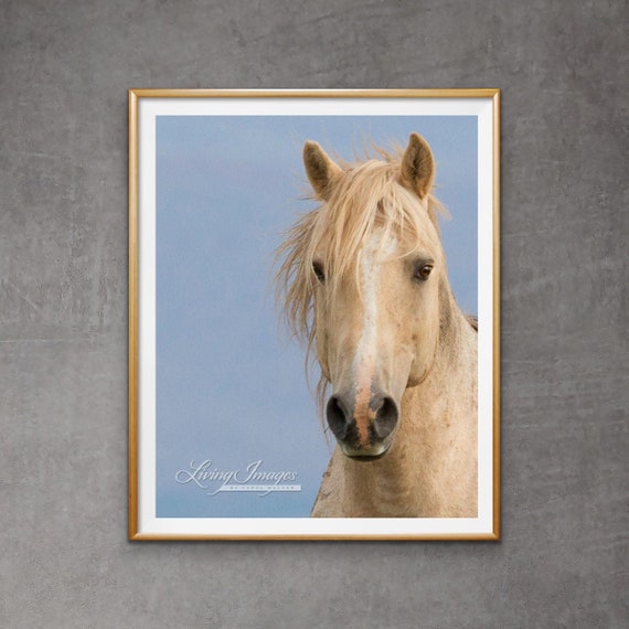 Wild Horse Photography Wild Palomino Stallion Cloud Print - “Portrait of Cloud”