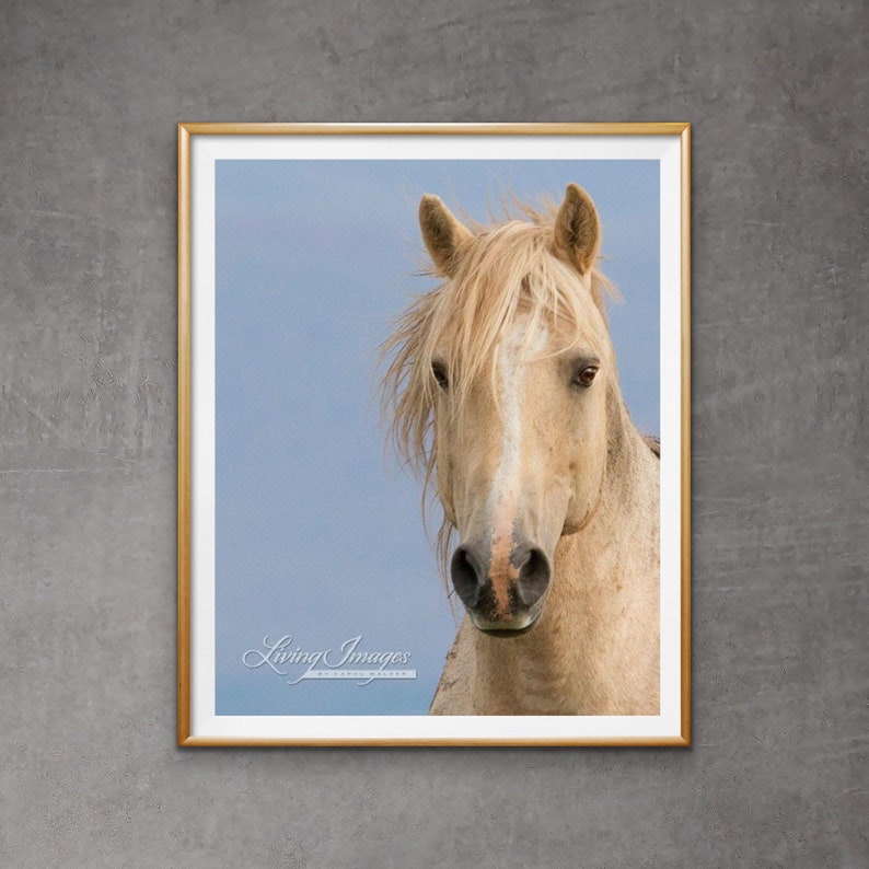 May include: A close-up portrait of a light brown horse with a white blaze on its face. The horse has a long, flowing mane and a soft, gentle expression. The background is a light blue sky.
