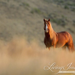 Wild Horse Photography Wild Adobe Town Sorrel StallionPrint Sunrise Stallion image 4