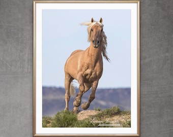 Corona Runs - Fine Art Wild Horse Photograph - Wild Horse - Corona - Sand Wash Basin - Fine Art Print