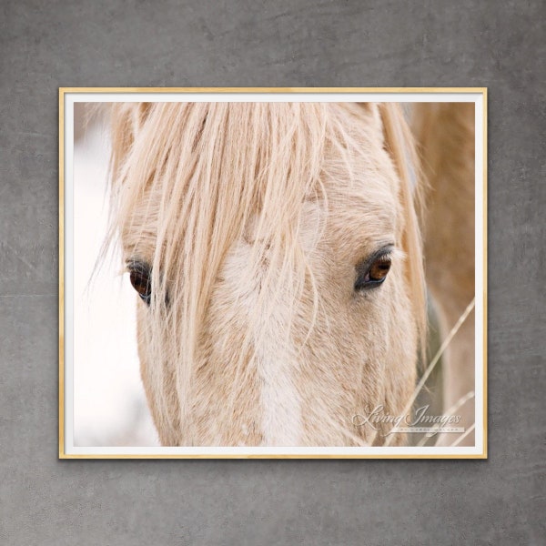 Wild Horse Photography Wild Palomino Pryors Stallion Cloud Print - “Cloud's Eyes”
