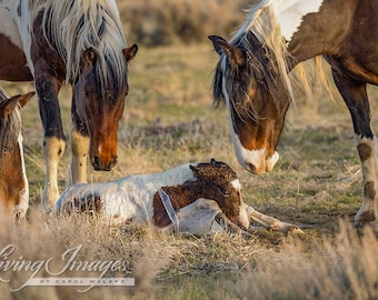 Wild Horse Photography Wild Horse Pinto - Tahlequah - Welcome Tamlin