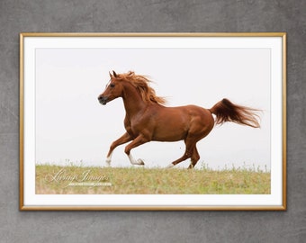 Horse Photography Arabian Horse Print -  “Red Arabian Stallion Runs”