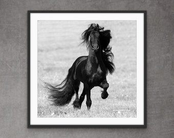 Horse Photography Black Friesian Horse Print - “Friesian Runs Close”