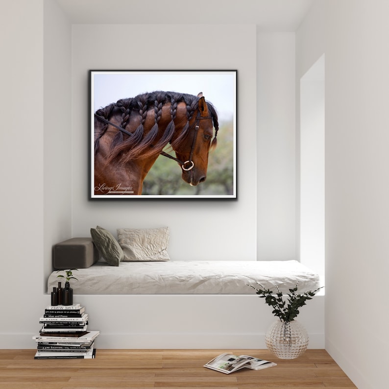Horse Photography Bay Andalusian Equine Print Andalusian Etsy