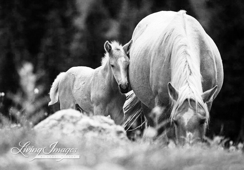 Wild Horse Photography Palomino Mare and Foal Print | Etsy