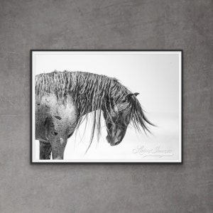 Wild Horse Photography Wild Blue Roan Horse Blue Zeus Print - “Wild and Free Mane”