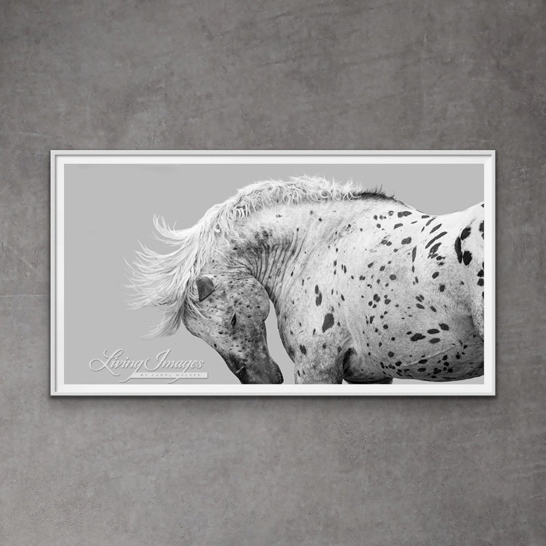 Wild Horse Photography Wild Leopard Appaloosa Stallion Print wild