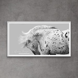 Wild Horse Photography Wild Leopard Appaloosa Stallion Print - “Wild Leopard Appaloosa Stallion Tosses His Head”