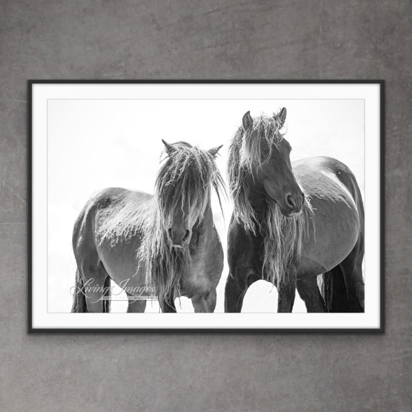 Wild Horse Photography Wild Sable Island Horse Print - “Two Sable Island Stallions VIII”