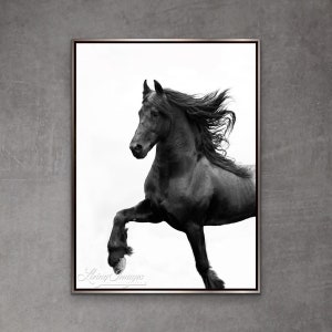Horse Photography Black Friesian Stallion Print - “Black Friesian Prances”