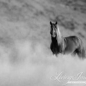 Wild Horse Photography Wild Adobe Town Sorrel StallionPrint Sunrise Stallion image 5