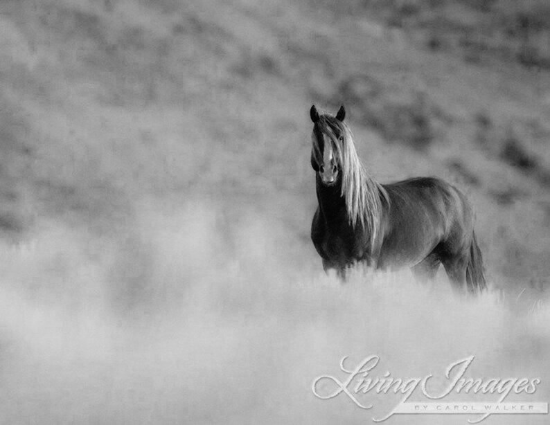 Wild Horse Photography Wild Adobe Town Sorrel StallionPrint Sunrise Stallion image 5