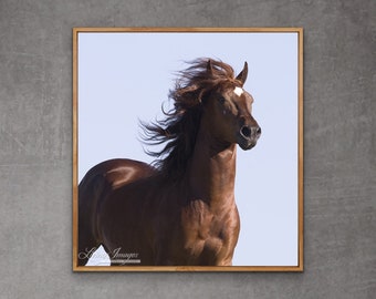 Horse Photography Arabian Horse Print -“Red Arabian Stallion Runs Close”