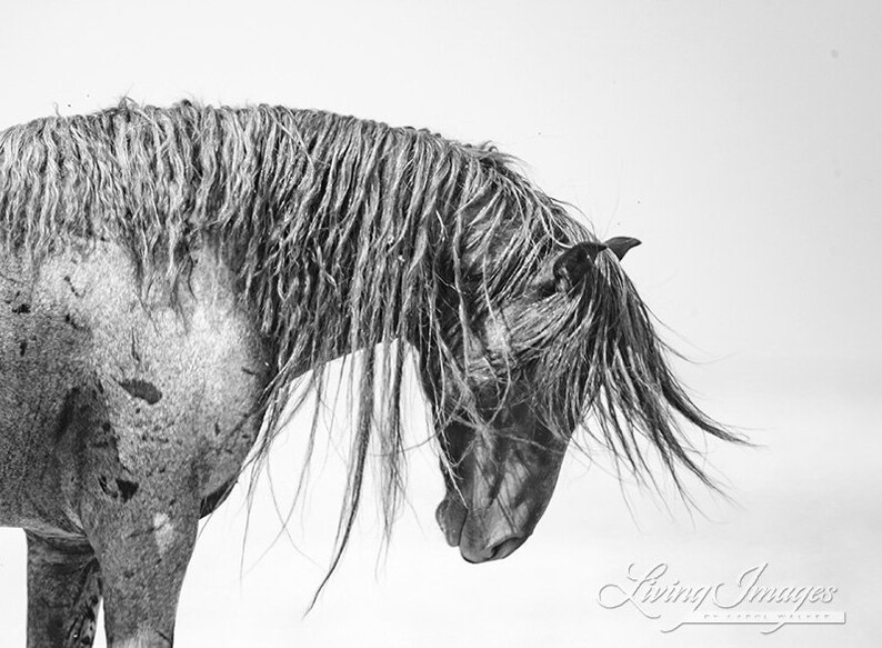Wild Horse Photography Wild Blue Roan Horse Blue Zeus Print Etsy