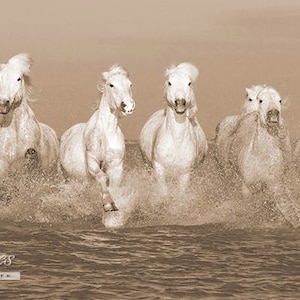 Wild Horse Photography White Camargue Horses Print Camargue Horses Running image 6