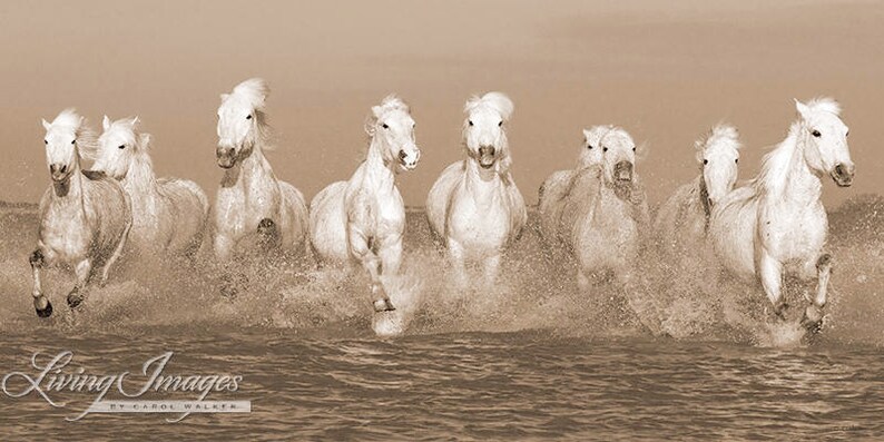 Wild Horse Photography White Camargue Horses Print Camargue Horses Running image 6