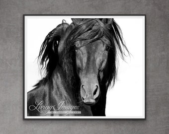 Horse Photography Black Andalusian Stallion Print - “El Caballo Negro”