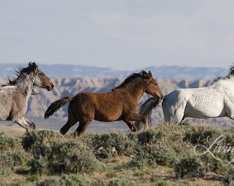 Three Run - Fine Art Wild Horse Photograph - Wild Horse - Adobe Town - Fine Art Print