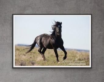 Wild Horse Photography Wild Black Horse Print - "Wild Black Stallion"