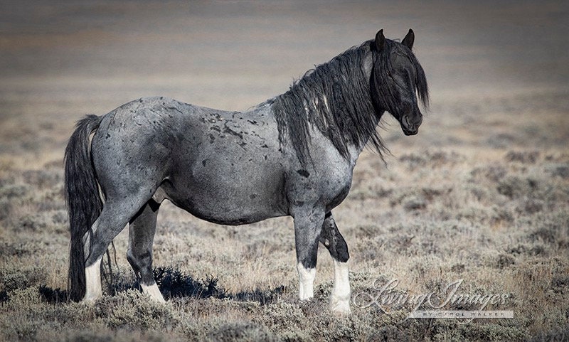 Wild Horse Photography Wild Horse Blue Zeus Print wild Blue Roan Stallion Walks - Etsy