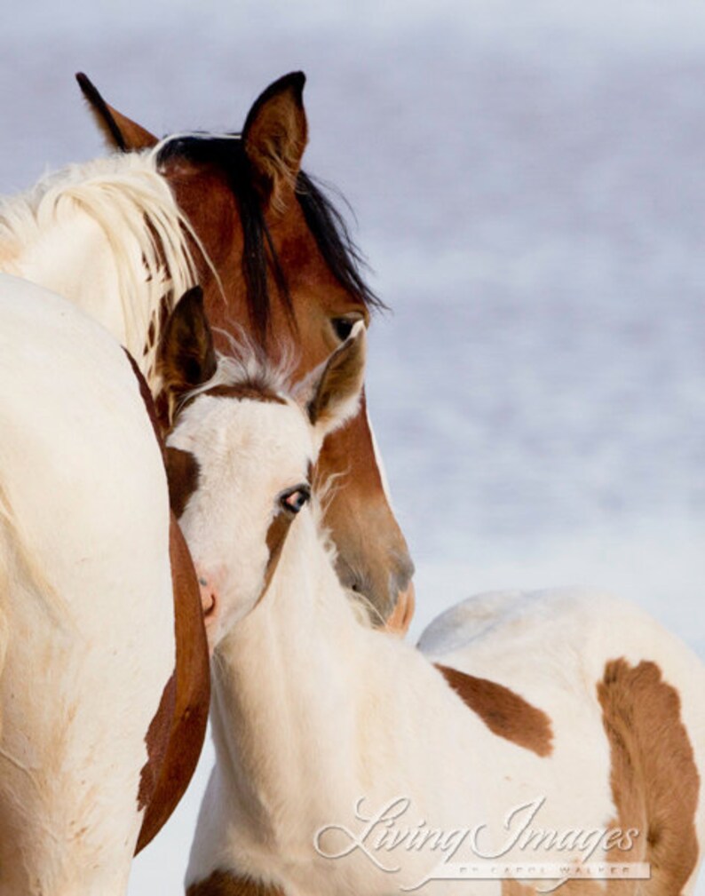 Wild Horse Photography Wild Horse Mare and Foal Print Nuzzle image 4