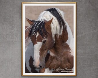 Wild Horse Photography Wild Pinto Stallion Picasso Print - “Picasso’s Portrait”