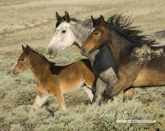 Three Run - Fine Art Wild Horse Photograph - Wild Horse - Adobe Town