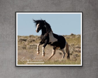 Wild Horse Photography Wild Horse Washakie Print - “Black and White Stallion Leaps”