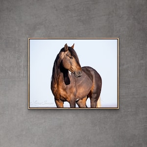 Wild Horse Photography Wild Pinto Stallions Print - “Wild Bay Pinto Stallion”