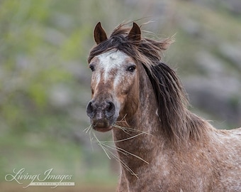 Bronze Warrior Runs - Fine Art Wild Horse Photograph - Wild Horse - Adobe Town - Adobe Appys