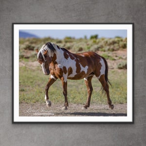 Wild Horse Photography Picasso Pinto Horse Print -  “Picasso’s Grace”