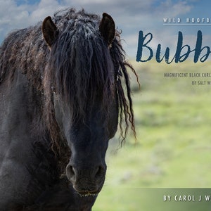Wild Horse 2024 Wall Calendar Discounted Bubba: Wild Stallion of Salt Wells Creek 50% Off Discount image 1