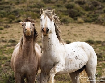 Horse Laugh - Fine Art Wild Horse Photograph - Wild Horse - Adobe Town