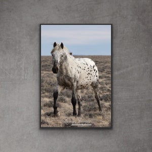 Wild Horse Photography Wild Appaloosa Stallion Print - “Looking Glass Walks Close”