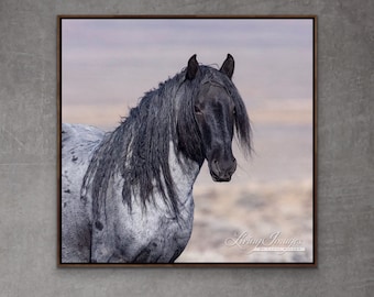 Wild Horse Photography Wild Blue Roan Stallion Blue Zeus Print - “Wild Blue Roan Stallion Close Up”
