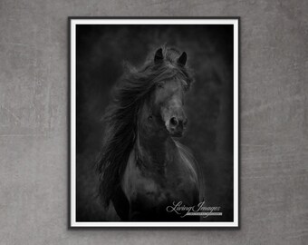 Horse Photography Black Friesian Stallion Print - "Black Friesian Comes Close II"